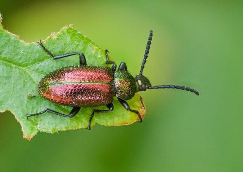 Xystropus fulgidus
